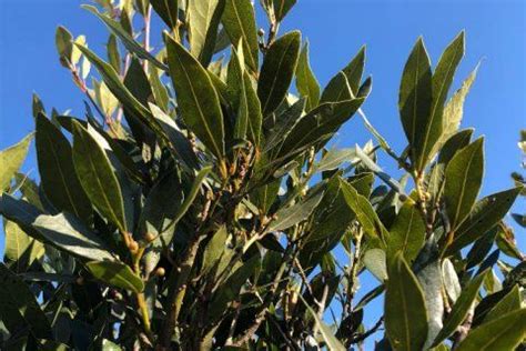 月桂 種植|月桂樹(ローリエ)の育て方｜挿し木や植え替えの時期 